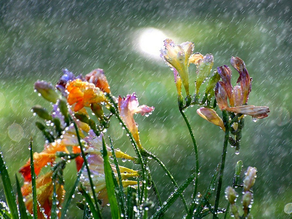 Weather Alert Upper Mississippi Valley Freesia_in_the_spring_rain_wallpaper-normal